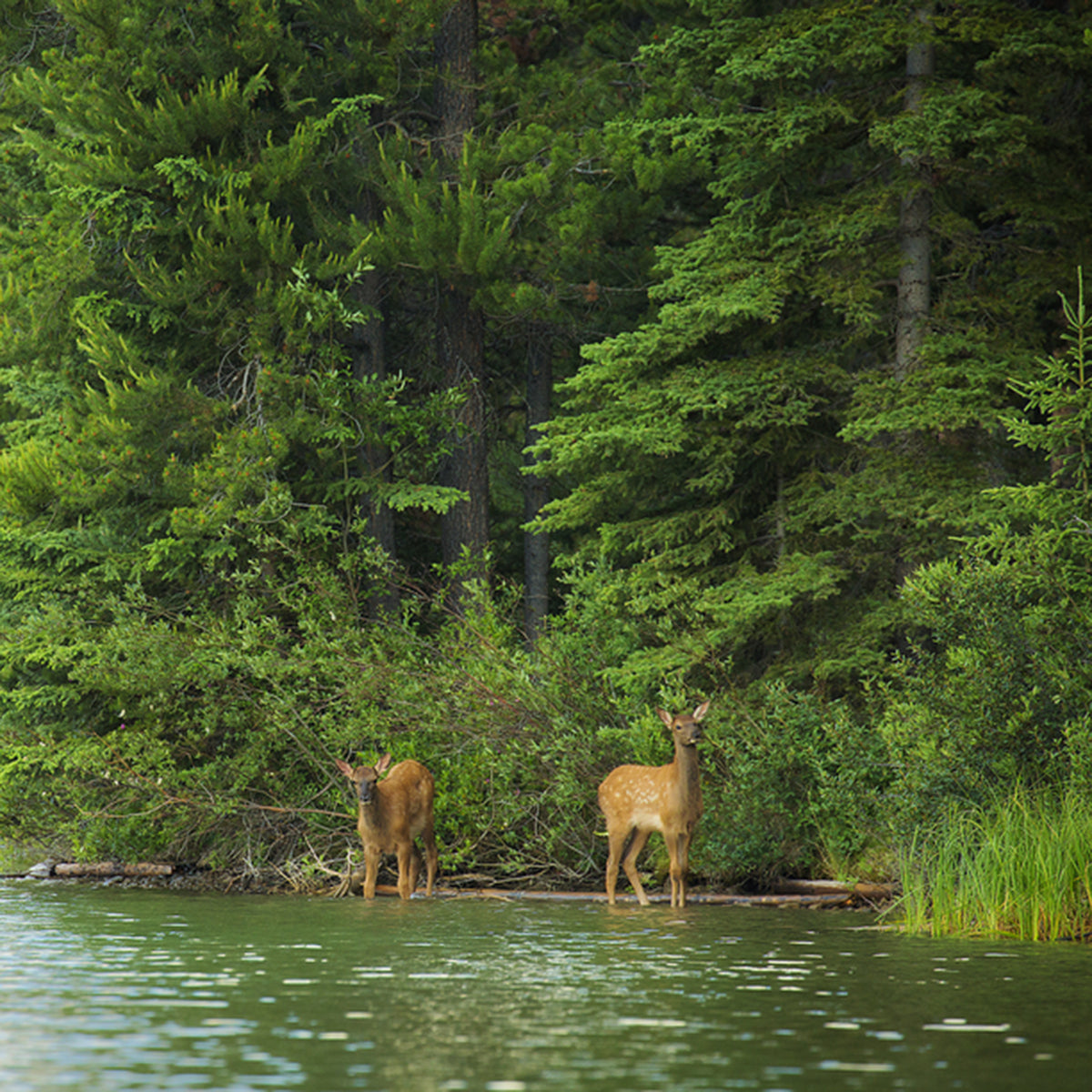 Protect & Preserve our wildlife.