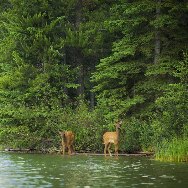 PROTECT & PRESERVE FOREST & WILDLIFE