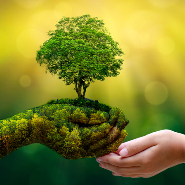 AFFORESTATION + SUSTAINABILITY